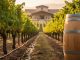 Sunlit vineyard rows with healthy grapevines, drip irrigation near the soil, and a wooden wine barrel, representing sustainable winemaking practices.