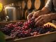 A winemaker’s hands hand-sorting grape clusters in a boutique winery, with wooden barrels and a stainless tank softly blurred in the background.